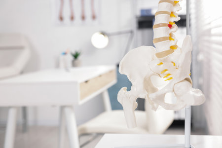 Human spine model on table in clinic, closeup. Space for textの写真素材
