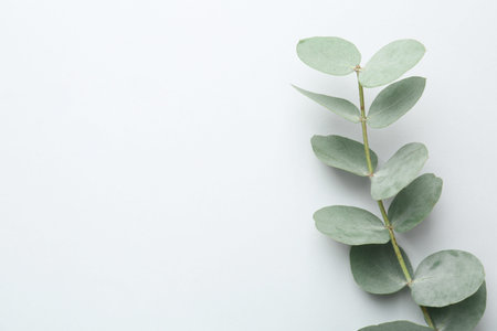 Beautiful eucalyptus branch on white background, top view.