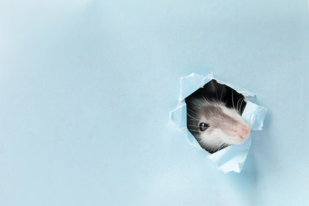Cute rat peeking out of hole in light blue paper sheet. Space for textの写真素材