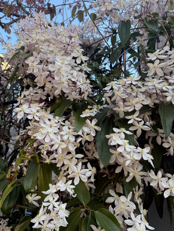 Beautiful Armand clematis plant with white flowers growing outdoors, closeup