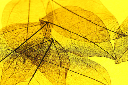 Beautiful skeleton leaves on yellow background, macro view