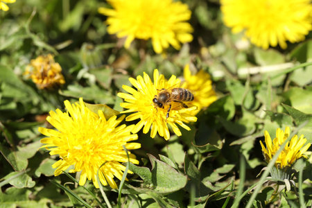Bee collecting pollen from dandelion flower outdoors, closeup