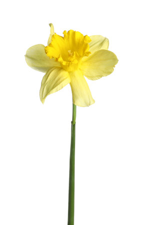 One beautiful yellow daffodil isolated on whiteの写真素材