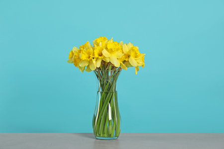 Beautiful daffodils in vase on gray table against turquoise background