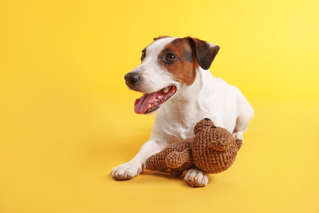 Cute Jack Russell Terrier dog with toy on yellow background. Space for textの写真素材