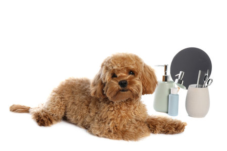 Cute fluffy dog, grooming tools and products on white backgroundの写真素材