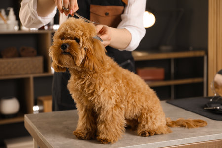 Groomer cutting cute dog's hair in salon, closeupの写真素材