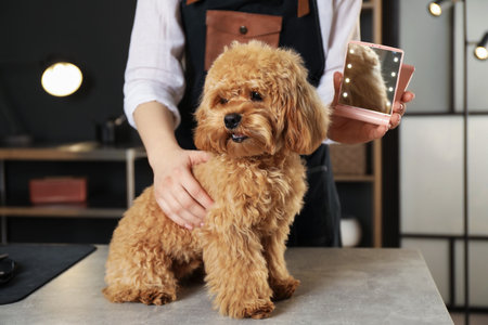 Groomer showing mirror to cute dog in salon, closeupの写真素材