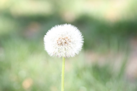 Beautiful dandelion flower and green grass outdoorsの写真素材