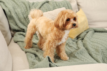 Cute Maltipoo dog on sofa at homeの写真素材