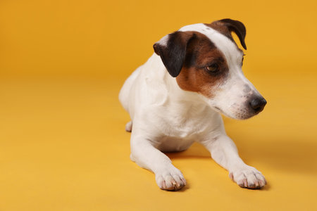 Cute Jack Russell Terrier dog lying on yellow background.の写真素材