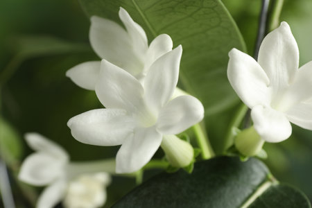 Beautiful jasmine plant with flowers on blurred background, closeupの写真素材