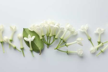 Beautiful jasmine flowers and green leaf on white background, flat layの写真素材