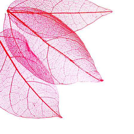 Beautiful skeletonized leaves isolated on white, top viewの写真素材