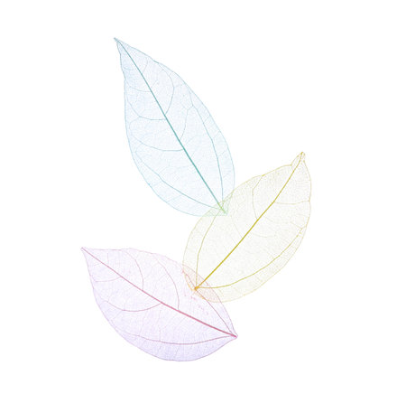 Beautiful skeletonized leaves isolated on white, top viewの写真素材