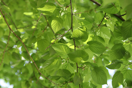 Beautiful tree crown with green leaves as background, closeup