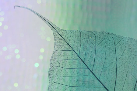 Beautiful skeleton leaf on color background, macro viewの写真素材
