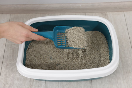 Woman cleaning cat litter tray indoors, closeupの写真素材
