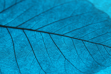 Beautiful skeleton leaf on light blue background, macro viewの写真素材