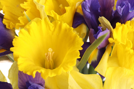 Bouquet of beautiful daffodils and irises on white background, closeupの写真素材