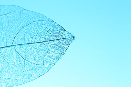 Beautiful skeleton leaf on light blue background, macro view. Space for textの写真素材