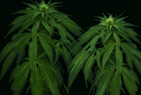 Beautiful fresh hemp plants on dark backgroundのeditorial素材