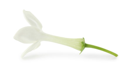 Beautiful aromatic jasmine flower isolated on whiteの写真素材