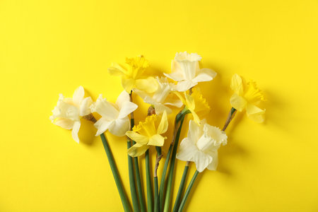 Beautiful daffodils on yellow background, flat layの写真素材