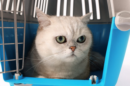Cute cat in pet carrier, closeup. Adorable animalの写真素材