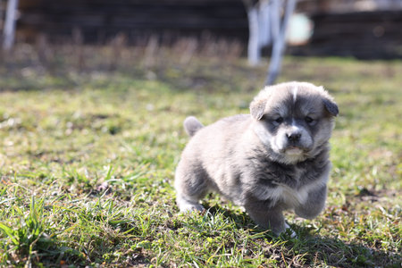 One tiny puppy walking on green grass outdoors.の写真素材