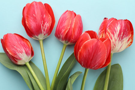 Beautiful tulip flowers on light blue background, flat layの写真素材