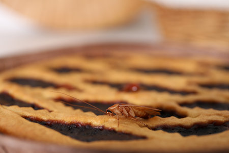 Cockroach crawling on pie in kitchen, closeupの写真素材