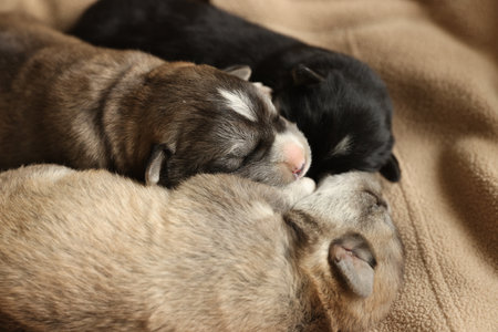Tiny puppies sleeping together on beige blanket, closeupの写真素材
