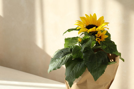 Beautiful potted sunflower near beige wall indoors. Space for textの写真素材