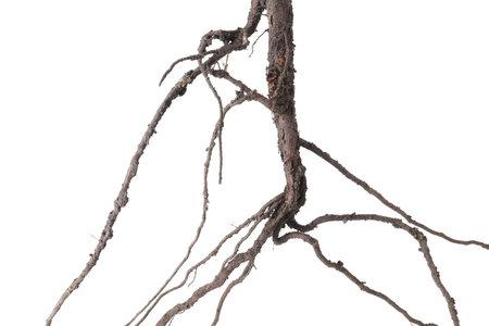 One plant with root isolated on whiteの写真素材