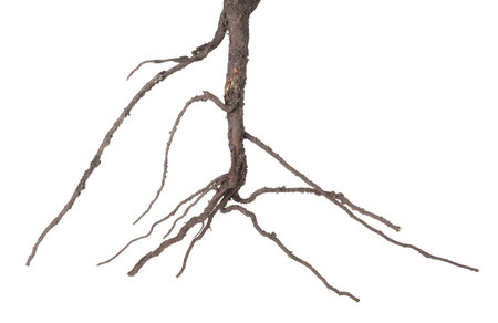 One plant with root isolated on white