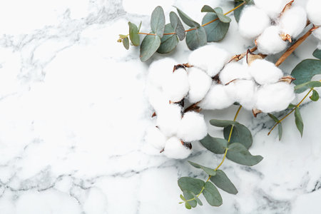 Eucalyptus branches and cotton flowers on white marble table, above view. Space for textの写真素材