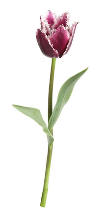 One beautiful color tulip isolated on whiteの写真素材