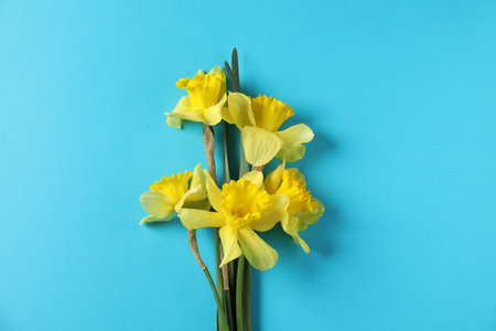 Beautiful daffodils on light blue background, top viewの写真素材