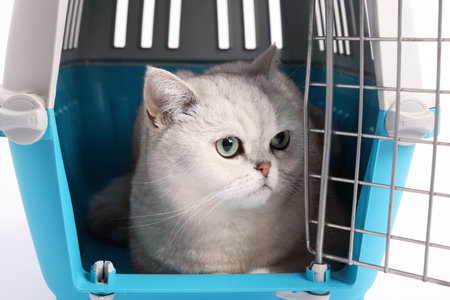 Cute cat in pet carrier on white background, closeupの写真素材