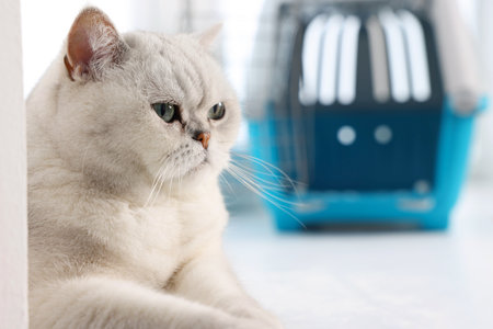 Cute cat and pet carrier on windowsill indoors, selective focusの写真素材