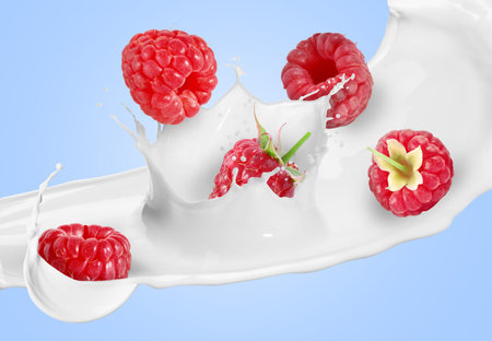 Milk splash and fresh raspberries in air on light blue backgroundの写真素材