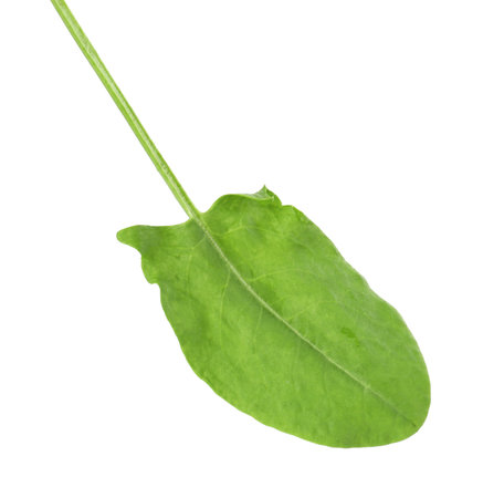 One fresh green sorrel leaf isolated on whiteの写真素材
