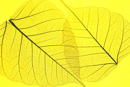 Beautiful skeleton leaves on yellow background, macro view