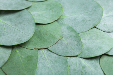 Beautiful fresh green eucalyptus leaves as background, closeupの写真素材