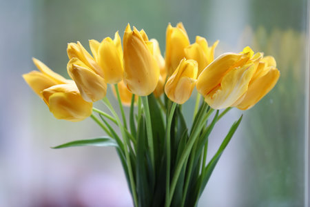 Bouquet of beautiful tulips on blurred background, closeupの写真素材