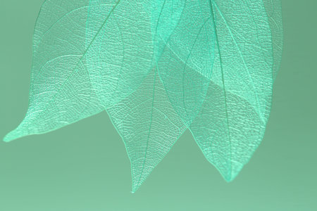 Beautiful skeleton leaves on light green background, macro view