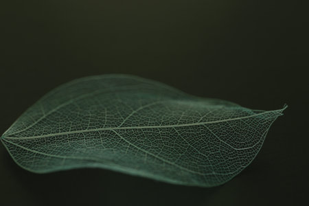 Beautiful skeleton leaf on black background, macro viewの写真素材