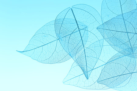 Beautiful skeleton leaves on light blue background, macro view