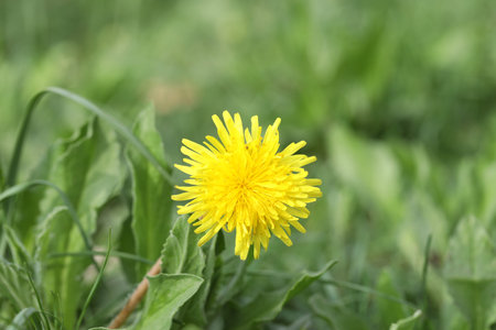 Beautiful dandelion flower and green grass outdoors, closeup